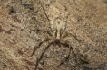 /album/anyphaenidae/anyphaena-accentuata-zr-jpg/